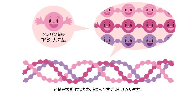 コラーゲンの構造