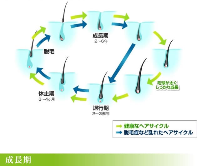 髪の成長サイクル