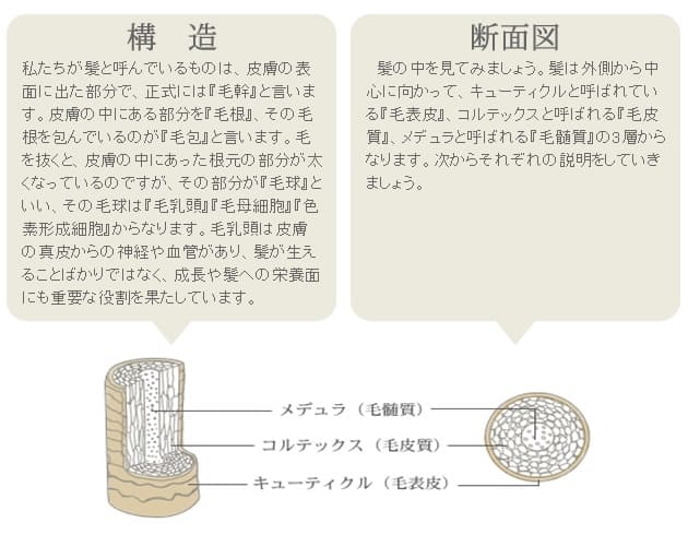 髪の構造と断面図