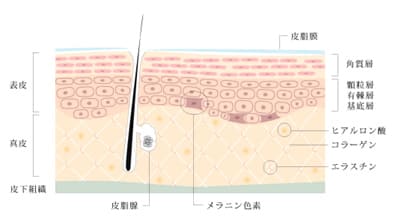 肌の構造