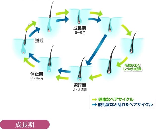 髪の成長サイクル