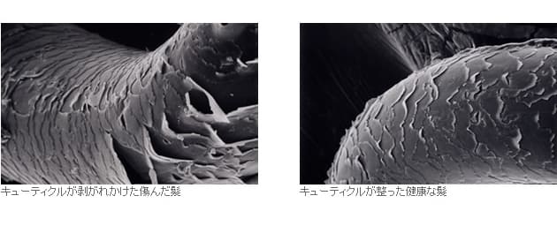 髪の構造