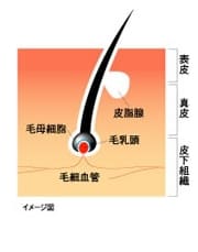 シャンプー後の頭皮(イメージ図)