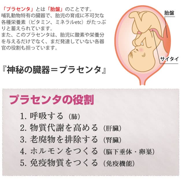 プラセンタの役割