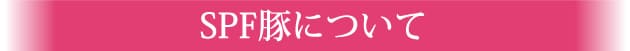 SPF豚