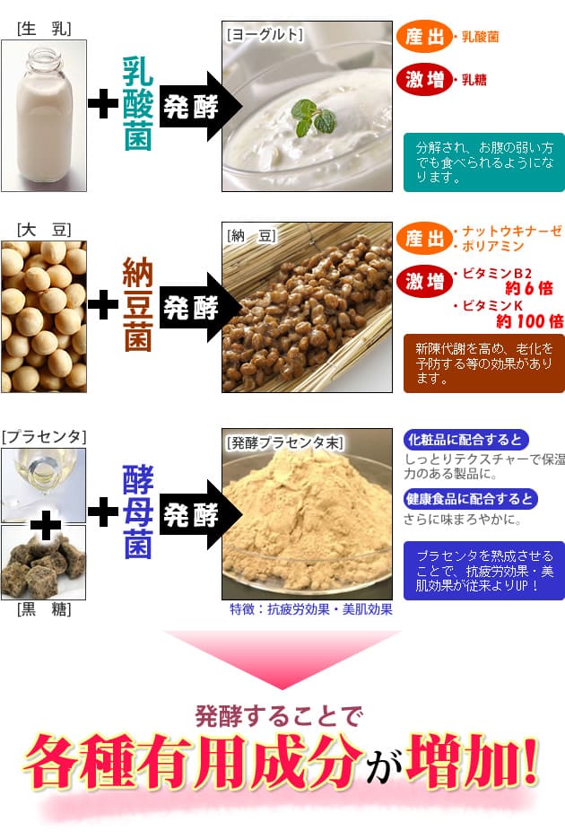 発酵とは
